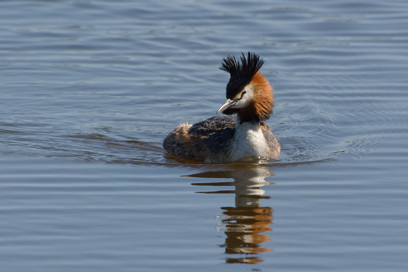 Grebe huppe.jpg